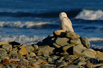  > Day 258 - Snowy Owl

I heard of some owls in the area, so I traveled to Hartlen Point this afternoon.  I was walking along the cobble beach checking out the coral and soft shell crabs stranded from low tide and watching the tide come in smashing huge waves on the shore of Devil's Island.  

I was just about ready to head back when I noticed what looked like a new piece of driftwood on the beach.  Something out of place from the last time I was here a few months ago (I have a photographic memory that makes me notice this stuff).  I was about 1000 feet away, so I zoomed in the best I could, and then I saw it move, adjusting its wings.  My mouth dropped! :)

It took me a while to work my way through the bushes and briers to get within 50 feet.  The owl knew I was there and allowed me to continue observing for about a half hour.  He was really amazing to watch.  Then I heard some dogs barking in the background, off he went to some pine trees in the distance.

I spoke to a birder in the area and he said everyone is excited because there are going to be a lot of owls headed South this year.  It was a very successful breeding year and there are hundreds headed our way from the Arctic.  

This owl is most likely a male, as it's been reported that most young males have already begun heading South. So we should start to see more in the upcoming weeks.  He said there are already two or three in the area now, with more expected soon.


Nov 27 2008