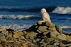 SmugMug > popular all-time > Day 258 - Snowy Owl

I heard of some owls in the area, so I traveled to Hartlen Point this afternoon.  I was walking along the cobble beach checking out the coral and soft shell crabs stranded from low tide and watching the tide come in smashing huge waves on the shore of Devil's Island.  

I was just about ready to head back when I noticed what looked like a new piece of driftwood on the beach.  Something out of place from the last time I was here a few months ago (I have a photographic memory that makes me notice this stuff).  I was about 1000 feet away, so I zoomed in the best I could, and then I saw it move, adjusting its wings.  My mouth dropped! :)

It took me a while to work my way through the bushes and briers to get within 50 feet.  The owl knew I was there and allowed me to continue observing for about a half hour.  He was really amazing to watch.  Then I heard some dogs barking in the background, off he went to some pine trees in the distance.

I spoke to a birder in the area and he said everyone is excited because there are going to be a lot of owls headed South this year.  It was a very successful breeding year and there are hundreds headed our way from the Arctic.  

This owl is most likely a male, as it's been reported that most young males have already begun heading South. So we should start to see more in the upcoming weeks.  He said there are already two or three in the area now, with more expected soon.


Nov 27 2008